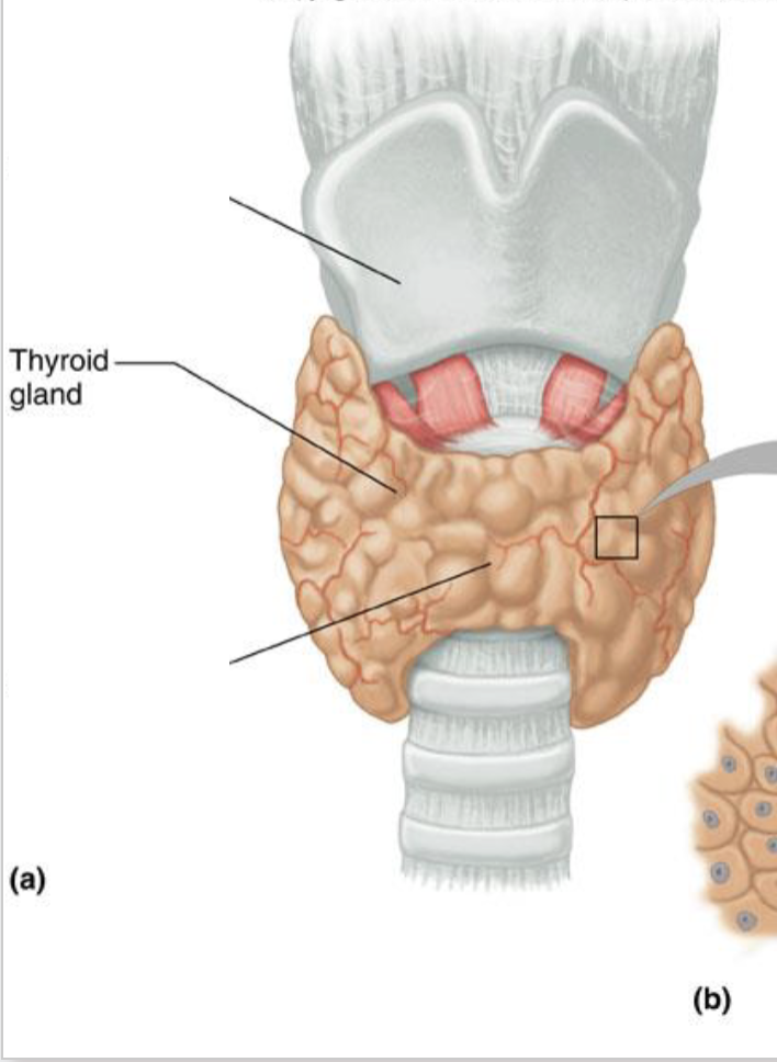 <p><strong>Function:</strong> Regulates metabolism</p>