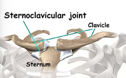 <ul><li><p>Synovial joint</p></li><li><p>provides stability</p></li></ul><p></p>