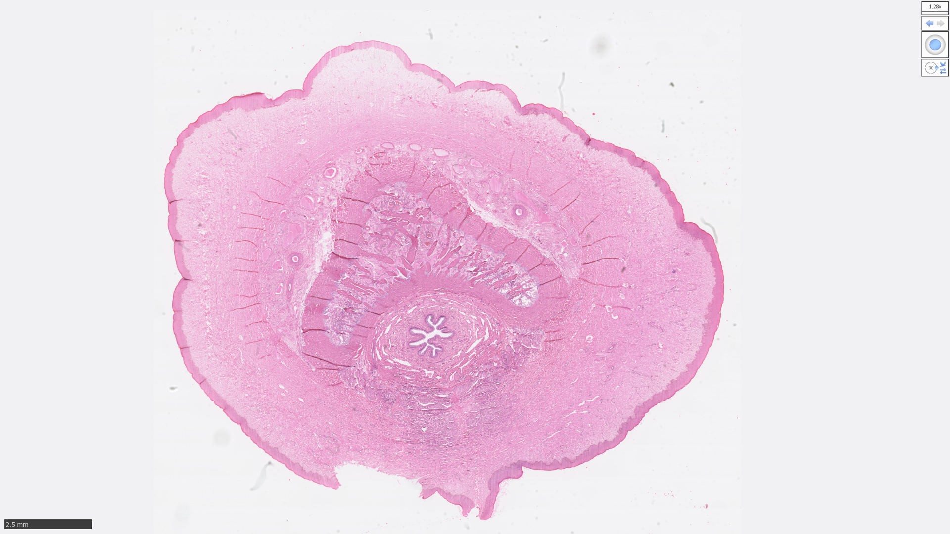 <p>Identify if the follow image shows a cat penis or another species penis:</p>