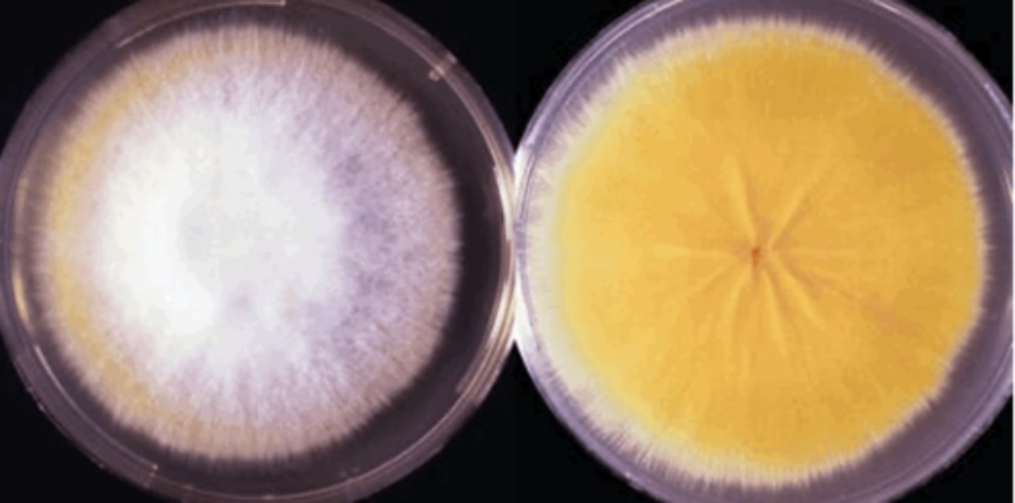 <p>1-2 weeks</p><p>White/yellow</p>