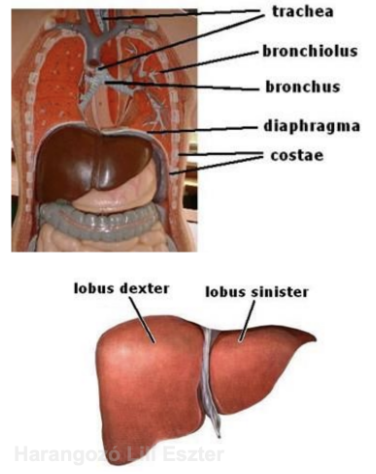 <ul><li><p style="text-align: justify;"><span style="background-color: transparent;"><em>Hepar</em></span></p></li><li><p style="text-align: justify;"><span style="background-color: transparent;">Hasüreg jobb oldalán, rekesz alatt helyezkedik el, <strong>1,5 kg</strong> súlyú</span></p></li><li><p style="text-align: justify;"><span style="background-color: transparent;">Normális esetben nem haladja meg a jobb bordaívet</span></p></li><li><p style="text-align: justify;"><span style="background-color: transparent;">Lebenyei: jobb és bal</span></p></li><li><p style="text-align: justify;"><span style="background-color: transparent;">Alsó felszínén H-alakban elhelyezkedő képletek → erek, közös epevezeték, epehólyag saját kivezető csöve</span></p></li><li><p style="text-align: justify;"><span style="background-color: transparent;">Vastag tok veszi körül</span></p></li><li><p style="text-align: justify;"><span style="background-color: transparent;"><strong>Szerkezete</strong>: májlebenykék és lemezkék rendezett elhelyezkedésben</span></p></li><li><p style="text-align: justify;"><span><strong>Vérellátása kettős</strong></span><span style="background-color: transparent;">:</span></p><ul><li><p style="text-align: justify;"><span><strong>Oxigéndús</strong></span><span style="background-color: transparent;"> vérrel látja el saját állományát a hasi aortából eredő májartéria</span></p></li><li><p style="text-align: justify;"><span><strong>Tápanyagokkal</strong></span><span style="background-color: transparent;"> teli vért szállít a belek felől az ún. portális (kapu) véna a májsejtekhez</span></p></li></ul></li></ul><ul><li><p style="text-align: justify;"><span style="background-color: transparent;">Az elhasznált vért már egy közös vezeték viszi a jobb szívfél gyűjtő vénájába</span></p></li></ul><p></p>