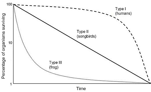 <p>plot of proportion or number in a cohort still alive at each age</p><p>Type 1 - low initial death rates</p><ul><li><p>large mammals</p></li></ul><ul><li><p>few children, take good care of them</p></li></ul><p>Type 2 - constant death rates</p><p>Type 3 - high initial death rates</p><ul><li><p>many children, little care</p></li></ul><p></p>