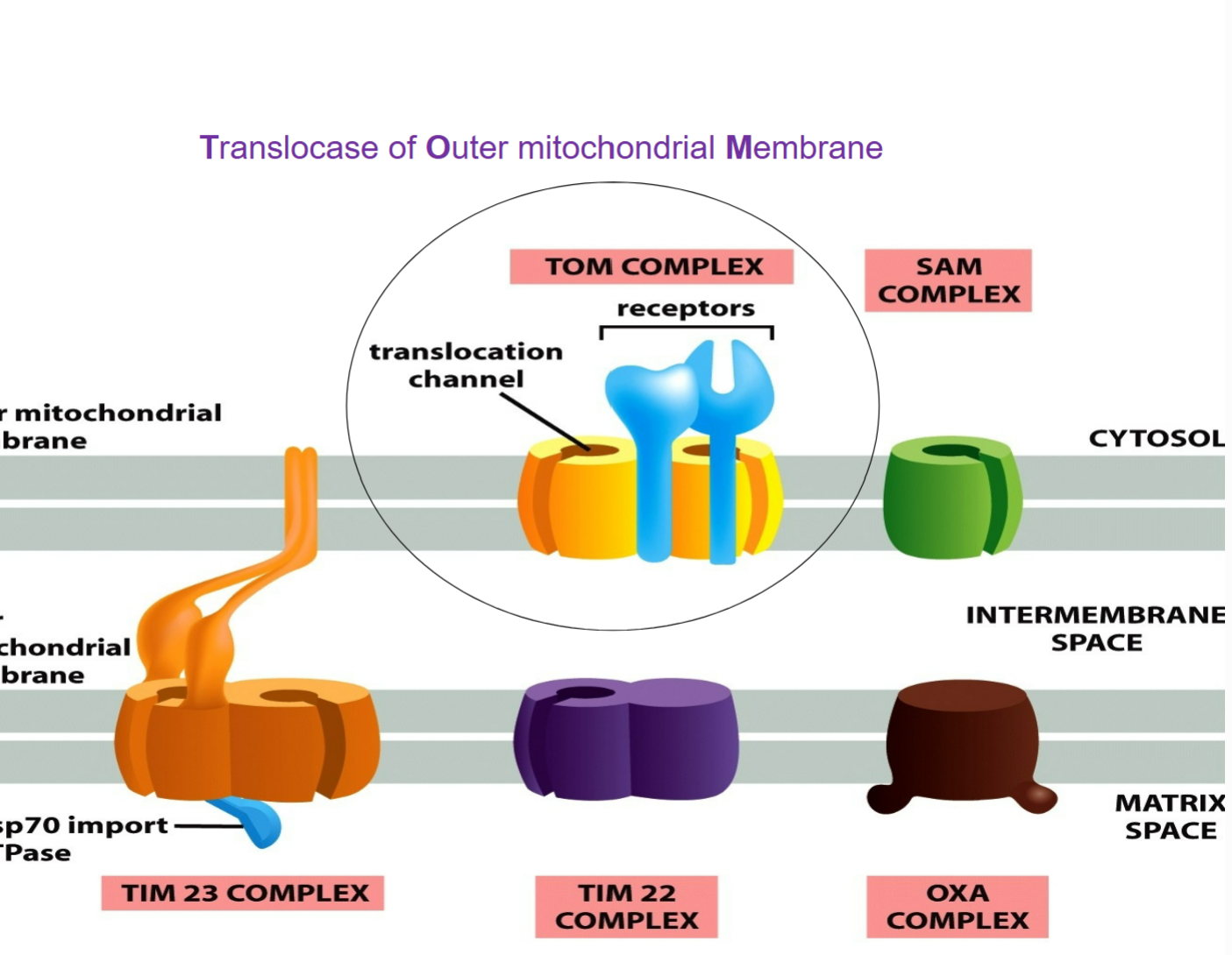 <p>Protein translocation across mitochondrial membranes is mediated by multi-subunit protein complexes that function as protein translocators:</p>