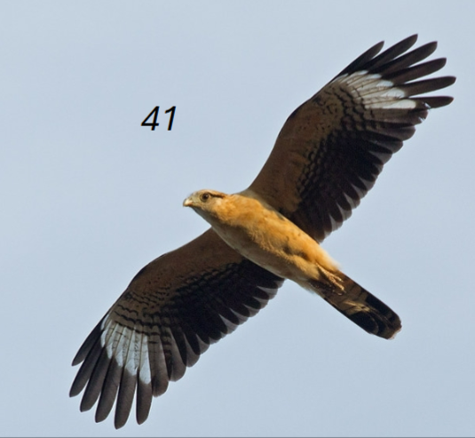 <p>distinct wing tip &amp; white patch base of primaries; yellowish body; longish tail</p>