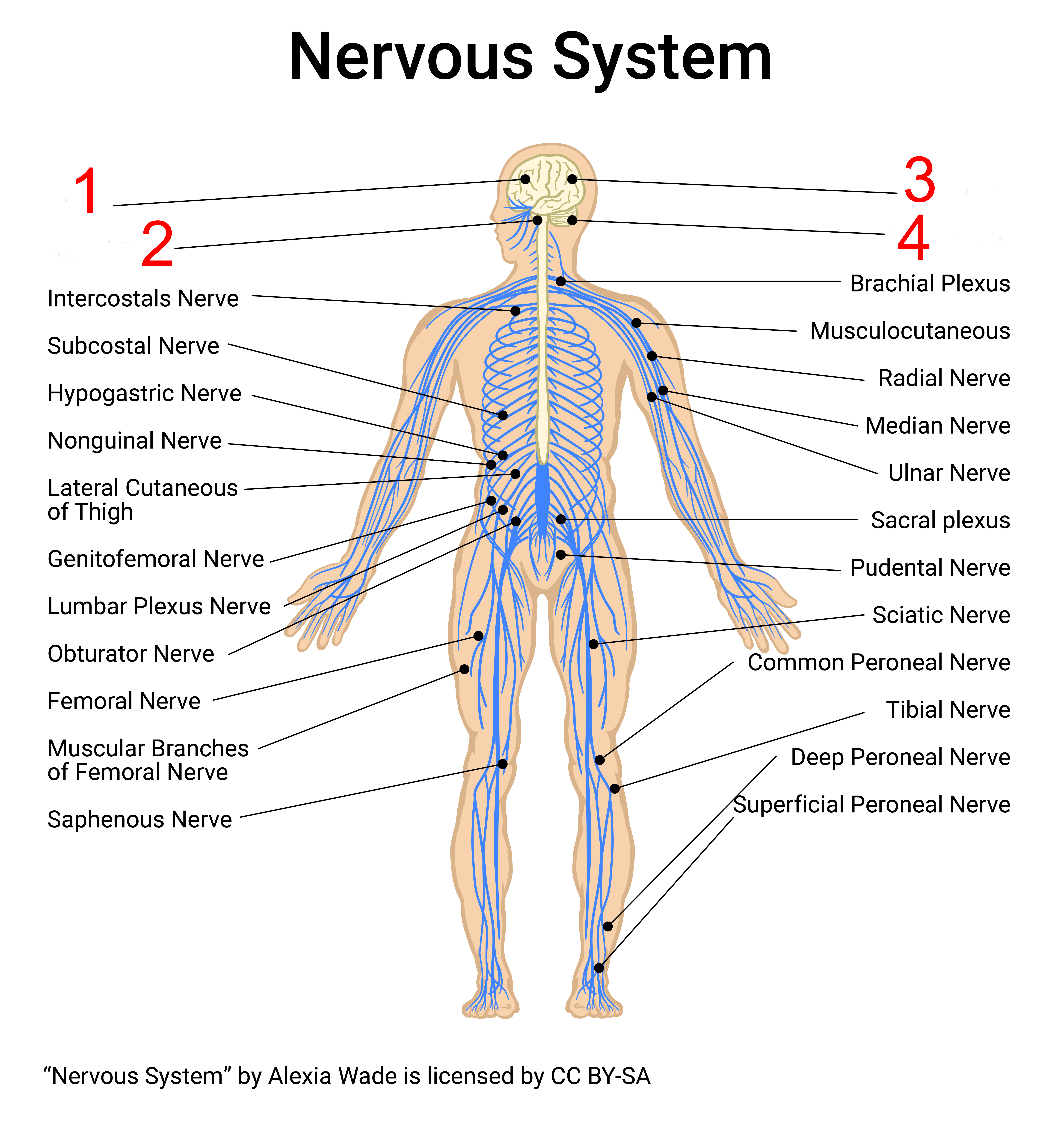 <p>The organ shown at "1" is the</p>