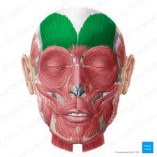 <p>Raises eyebrows, wrinkles forehead</p>