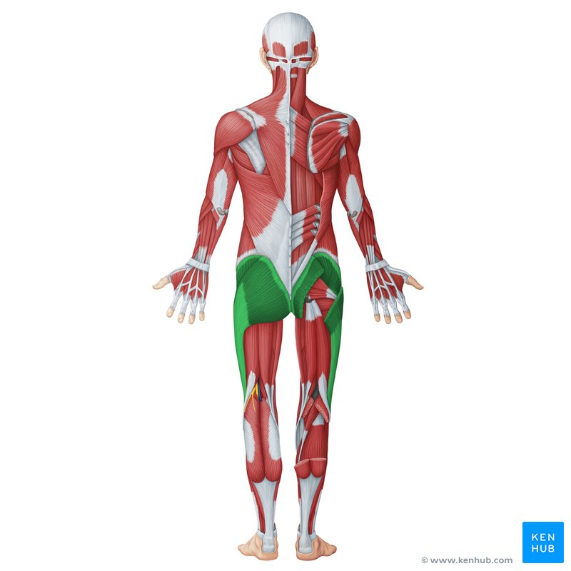 <p>buttock region</p>