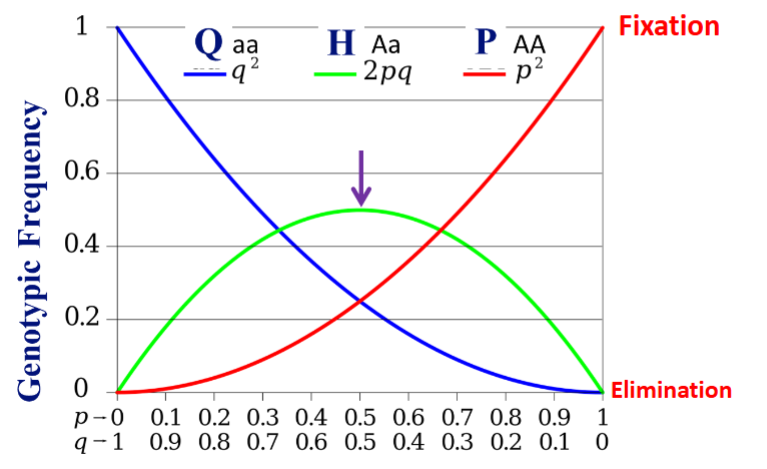 <p>Properties of Equilibrium Populations</p>
