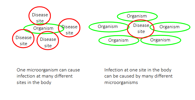 <p>- One microorganism can cause infection at many different sites in the body</p><p>- Infection at one site in the body can be caused by many different microorganisms</p><p>.</p><p>- Empiric treatment is the initiation of medical therapy—usually antimicrobials—based on clinical suspicion, patient risk factors, and local resistance patterns, rather than waiting for definitive laboratory results</p><p>- Syndromic management is an approach to treating STIs based on symptoms (syndromes) rather than laboratory tests, designed for high-volume or low-resource settings</p><p>.</p><p>- syndromic treatment is a type of empiric treatment</p>