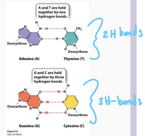<p>Chargaff’s (Watson-Crick) base pairs all have the same general geometry, this allows for a uniform structure:<br><br></p><ul><li><p>Same distance between bases in the two strands </p></li><li><p>Same, regular hydrogen bonding pattern </p></li><li><p>Same stacking interactions between bases above and below.</p></li></ul><p></p>