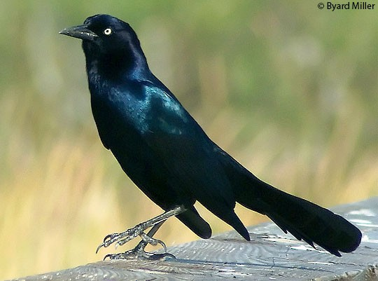 <p>Common:</p><p>Order:</p><p>Family:</p>