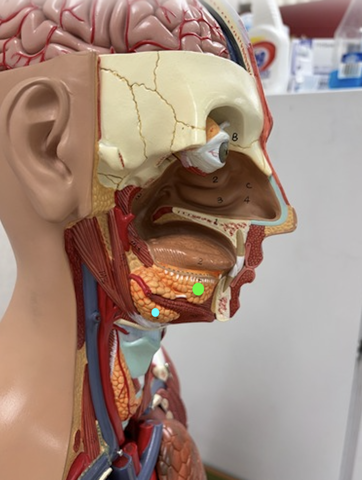 <p><span data-name="green_circle" data-type="emoji">🟢</span></p><p><span data-name="blue_circle" data-type="emoji">🔵</span></p>