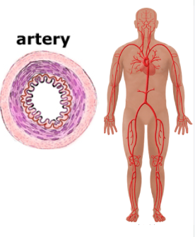<ul><li><p>thick muscular walls</p></li><li><p>carries blood away from the heart</p></li><li><p>experience high blood pressure</p></li><li><p>carries oxygenated blood</p></li></ul><p></p>