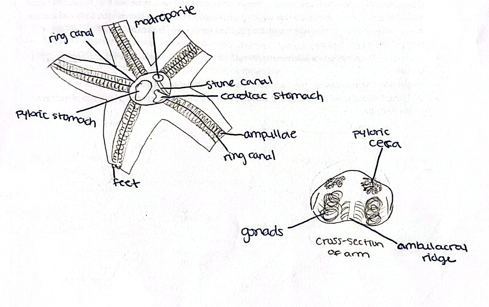 <img src="https://assets.knowt.com/user-attachments/6fb27662-b835-4a27-9a53-6885f460de8e.png" data-width="100%" data-align="center" alt="knowt flashcard image"><p></p>