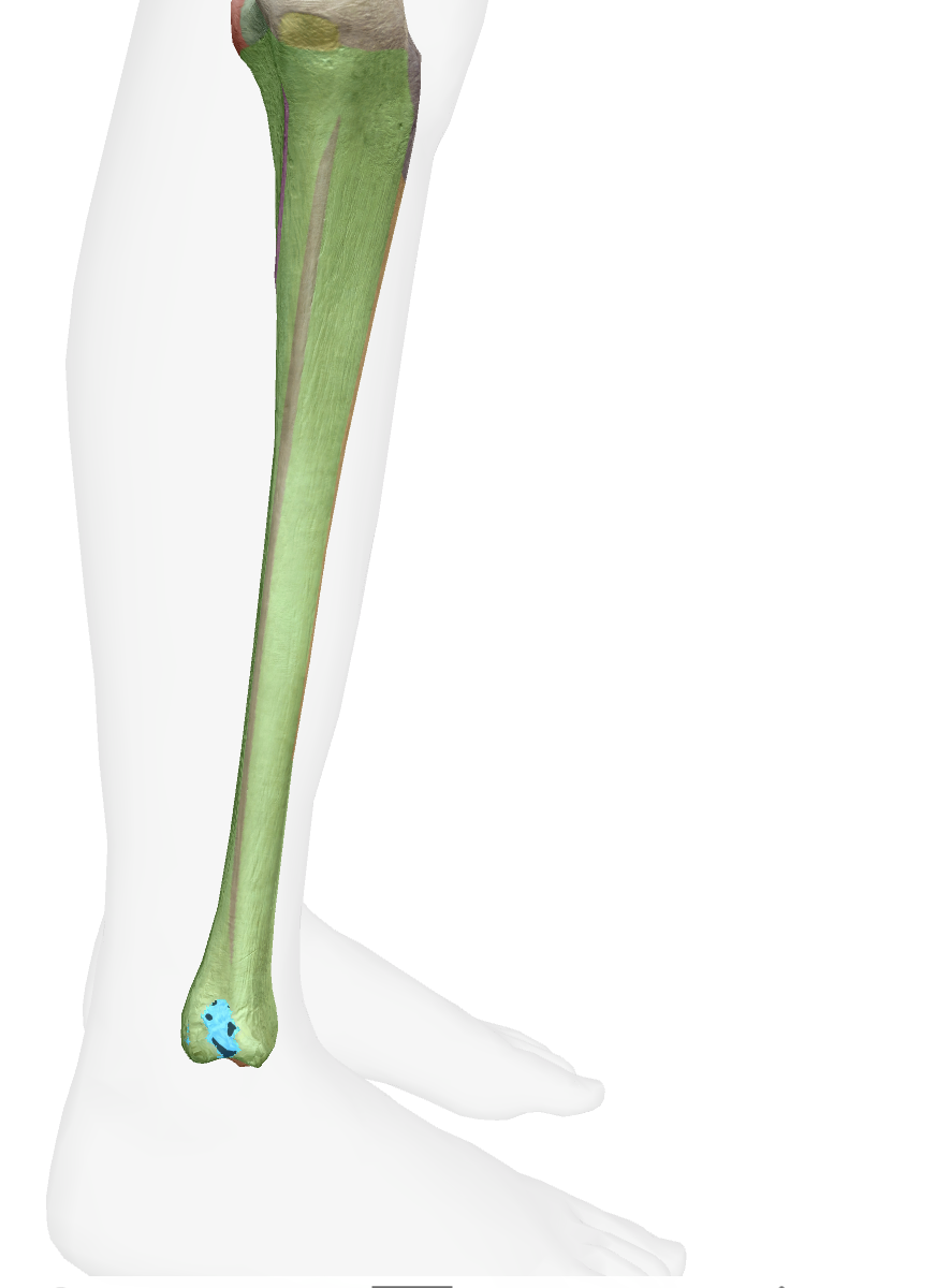<p>What is this part of the tibia </p>