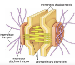 <p>What is pictured?</p>