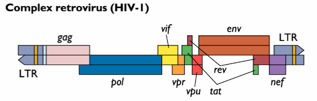 <p><strong><em><u>Only 1/10 transcripts encode RT → </u></em></strong>only 1/10 transcripts make it to the pol gene + get transcribed (processivity?)</p><ul><li><p>gag = gene region for early proteins (capsid)</p></li><li><p>pol = gene region for late proteins (RT, IN + PR)</p></li></ul><p></p><p>WHY? Virus needs 10x more capsid proteins to facilitate assembly than it needs RT, IN + PR protein/enzymes when packaging</p><ul><li><p>only need ½ of each late protein</p></li></ul><p></p>