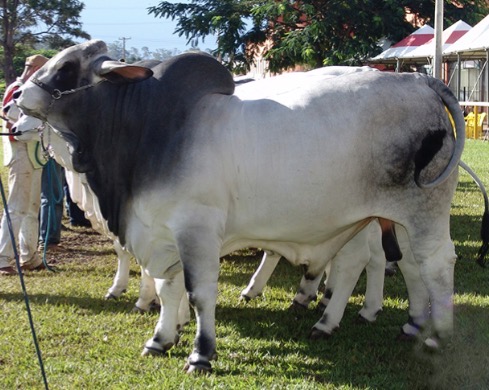 <p>What is this </p>