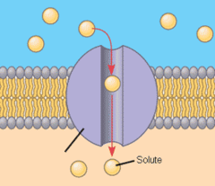 <p>Open proteins that allow certain molecules to enter/ exit the cell.</p>