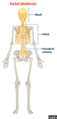 <ol><li><p>The <strong>skull</strong></p></li><li><p>The <strong>vertebral column</strong></p></li><li><p>The <strong>bony thorax</strong></p></li></ol><p></p>