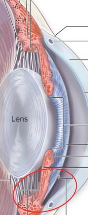 <p>Anterior and posterior chambers</p>