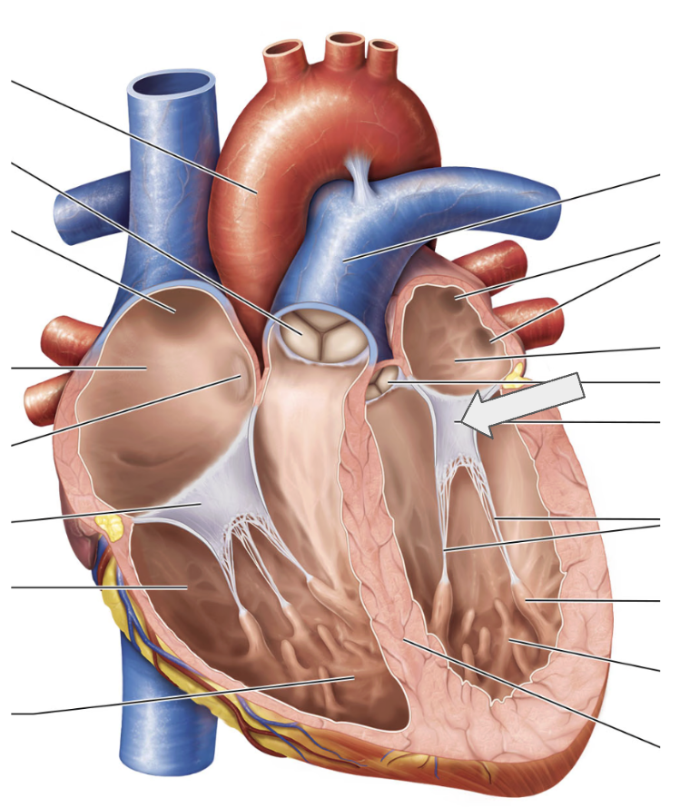 <p>Name the structure</p>