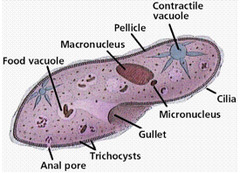 <p>the outer covering of a protozoan</p>