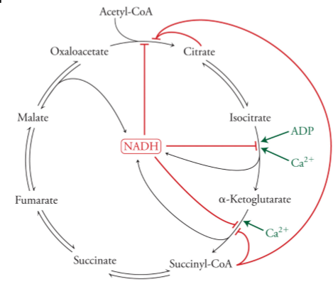 <p>at citrate synthase, isocitrate dehydrogenase, and alpha-ketoglutarate dehydrogenase which are all allosterically regulated vis negative feedback inhibition by <strong><em><u>NADH </u></em></strong>and activated by ADP and/or Ca<sup>+</sup> </p>