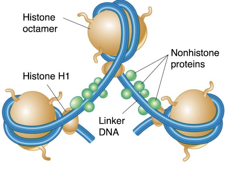 <p>the linker histone that binds to spacer DNA between nucleosomes, but not as tightly as the core histones</p><p>nonhistone proteins also bind the linker region and aid in chromatin compaction</p><p>plays a key role in packing of chromatin </p>