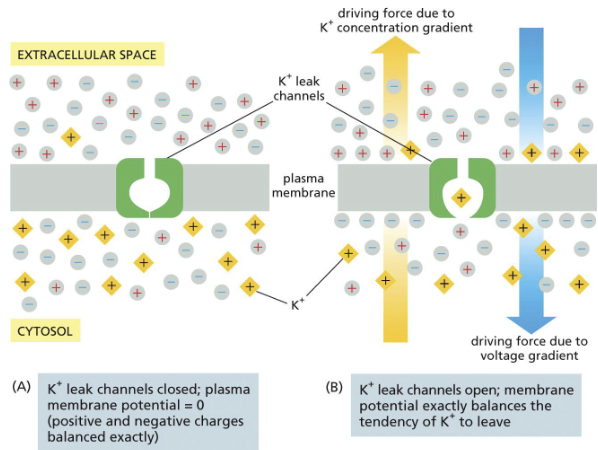 <p>membrane potential </p>