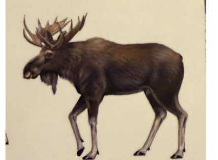 term image