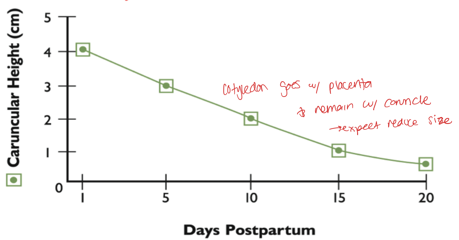 <p>Vasoconstriction induces necrosis and sloughing of caruncles. reastablishment of caruncles and intercaruncular endometrium </p>
