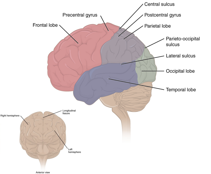Grey matter, white matter, central canal, dorsal roots, and ventral roots.