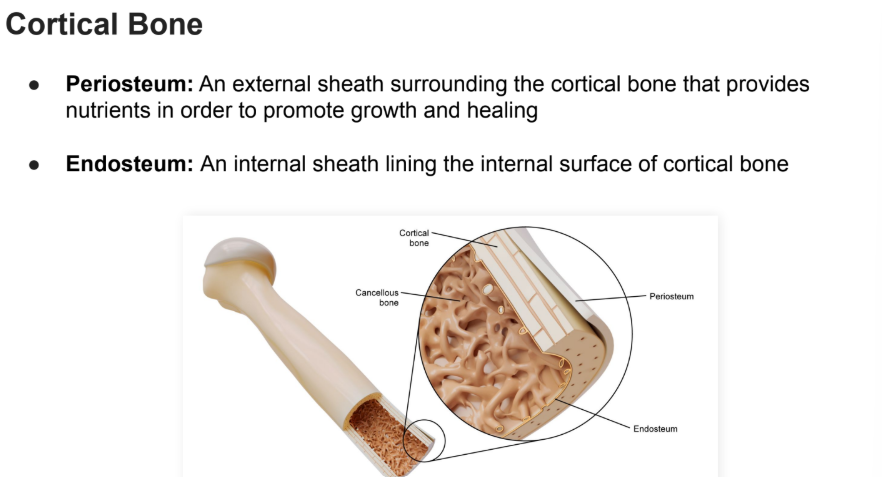 <p>An <strong>external sheath </strong>surrounding the <strong>cortical bone </strong>that provides <strong>nutrients </strong>in order to promote<strong> growth and healing</strong></p>