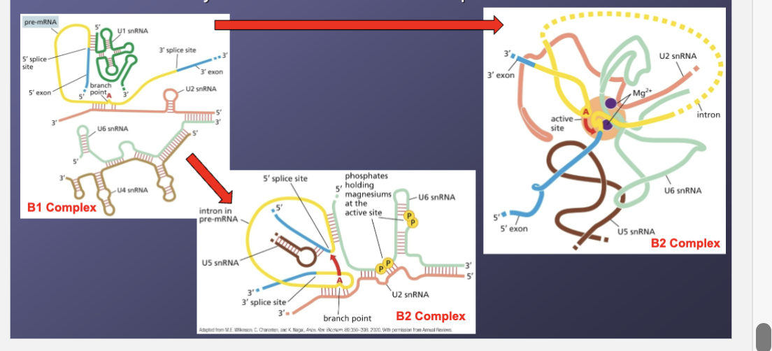 <p>What does step 3 create?</p>