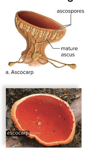 <p>phylum Ascomycota</p><ul><li><p>are named after their cuplike sexual reproductive structure, called an <strong>ascocarp</strong></p></li><li><p>many reproduce by producing chains of asexual spores called <strong>conidia</strong></p></li><li><p>Cup fungi, morels, and truffles have conspicuous ascocarps</p></li><li><p>Truffles, underground symbionts of hazelnut and oak trees</p></li><li><p>most fungal pathogens are these type</p></li><li><p><em>Ergot,</em> a parasitic sac fungus that infects rye</p></li><li><p><em>Penicillium</em>—original source of antibiotic penicillin - PURPLE</p></li><li><p><em>Aspergillus</em> used to produce citric acid - GREEN</p></li></ul><p></p>