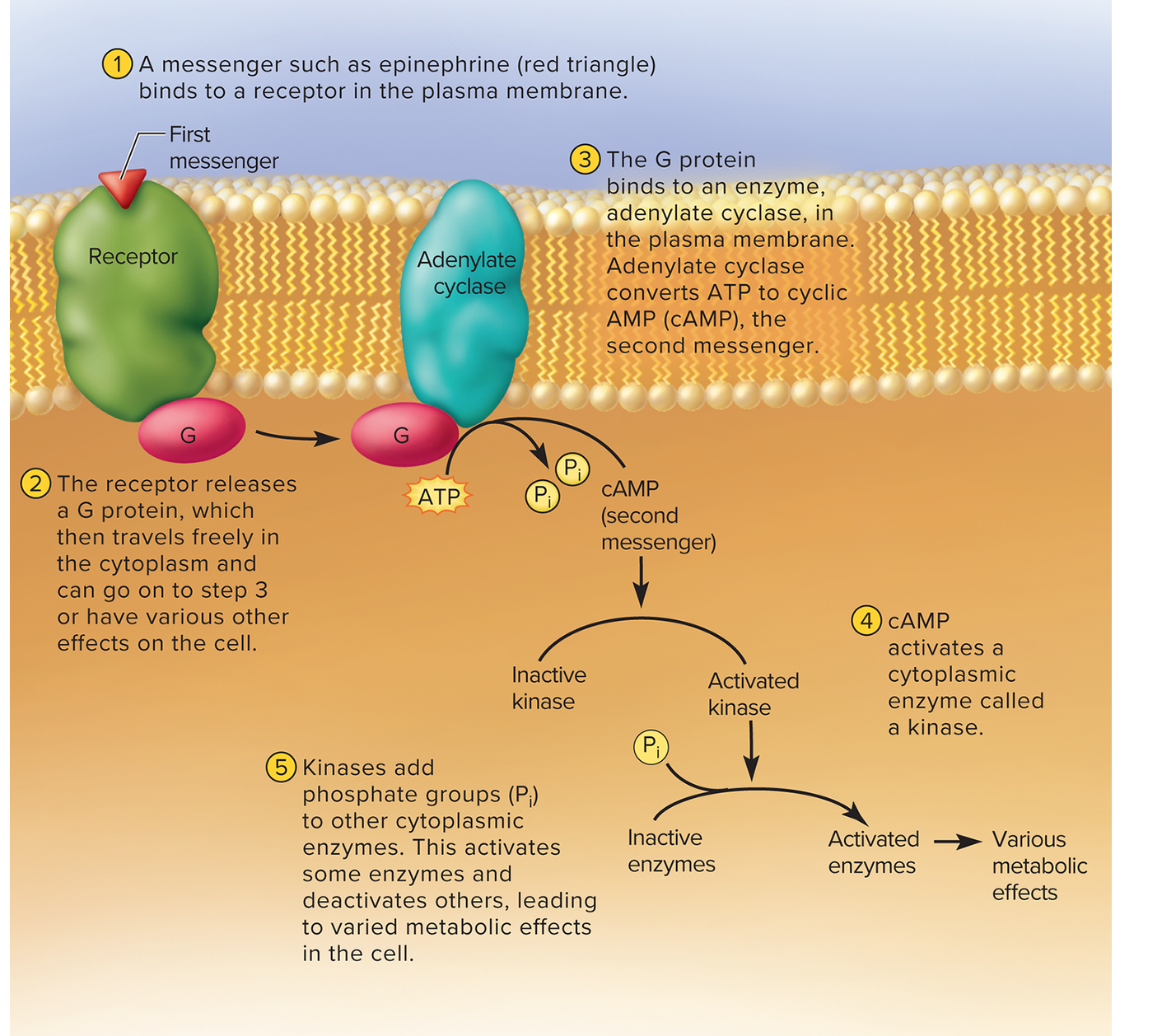 <p>example how epinephrine works:</p><p>1- epinephrine (the first messenger) binds to receptor </p><p>2-receptor is linked, on the intracellular side to a g protein (get energy from GTP)</p><p>3- G protein relays signal to another membrane molecule adenylate cyclase</p><p>4- adenylate cyclase removes two phosphate groups from ATP and converts it into cyclic AMP (cAMP)- the second messenger</p><p>5- cyclic AMP activates cytoplasmic enzymes like kinases which add phosphate groups to other cellular enzymes.</p><p>this activates some enzymes, deactivates others, and triggers a lot of physiological change in the cell. </p>