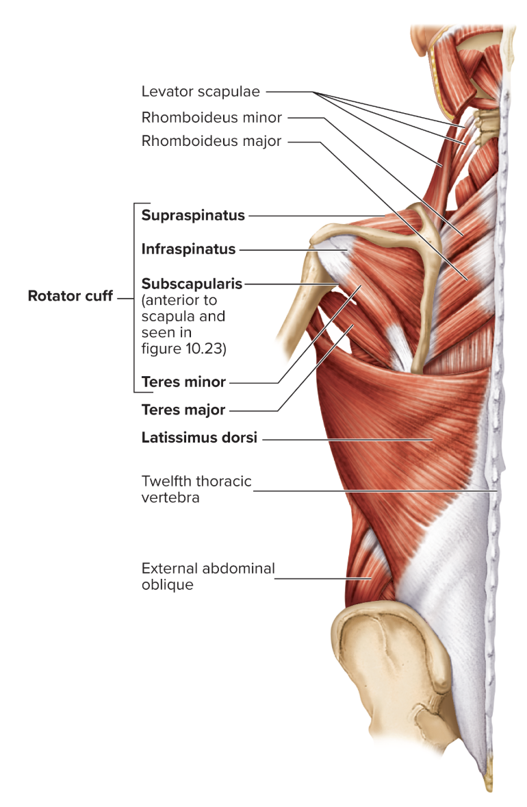 <p>Origin: Subscapular fossa</p><p>Insertion: lesser tubercle of humerus</p><p>Action: Extends and medially rotates arm (stabilizes shoulder joint)</p><p>Innervation: subscapular nerve </p>
