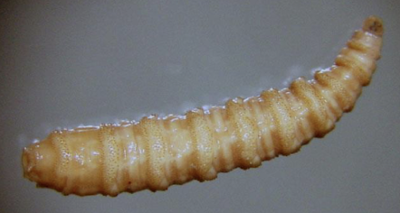 <ul><li><p>name</p></li><li><p>host</p></li><li><p>target tissue</p></li><li><p>identifying features</p></li></ul><p></p>