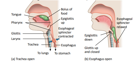<p>when epiglottis shuts the entry to the trachea, the bolus is directed by the … which is the upper part of the … tract</p>