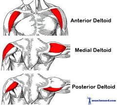<p>Action:</p><p>- Anterior part: Flexes arm (shoulder), medially rotates arm (shoulder)</p><p>- Middle part: Abducts arm (shoulder)</p><p>- Posterior part: Extends arm (shoulder), laterally rotates arm (shoulder)</p><p>Innervation: Axillary Nerve</p><p>caps the shoulder, wrapping anteriorly, laterally, and posteriorly around the glenohumeral joint from the clavicle, acromion, and scapular spine down to the lateral humerus</p>