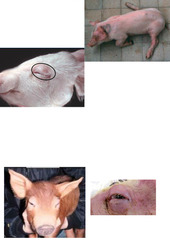 <p>A post weaning pig presents with these lesions. There have recently been stressors like poor quality diet and feed changes, and you notice the floor is cold and drafty. Thoughts?</p>