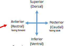 <p>superior (dorsal), posterior (caudal), Inferior (ventral), Anterior (rostral)</p>