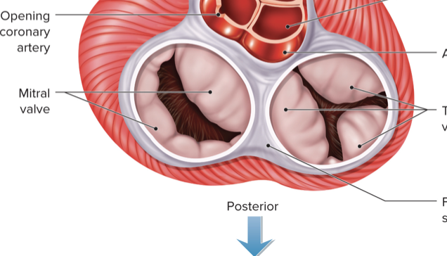 <ul><li><p>Originate from the fibrous skeleton of the heart</p></li><li><p>Provides valve support</p></li><li><p>Serves as electrical insulation between atria and ventricles</p></li></ul><p></p>