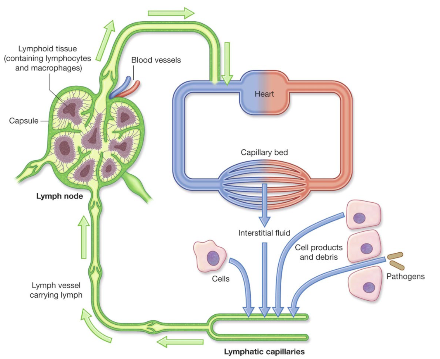 <ul><li><p>Lymph is a fluid that is:</p><ul><li><p>created in the interstitial spaces of <span style="color: rgb(128, 214, 132);"><strong>tissues</strong> </span>(found in spaces between cells)</p></li><li><p>carried away by lymphatic vessels</p></li><li><p>put back into the circulation through the blood</p></li><li><p>Mixes with the blood</p></li></ul></li></ul><p></p>