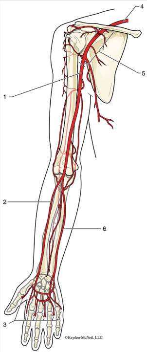 <p><span>Subclavian artery</span></p>