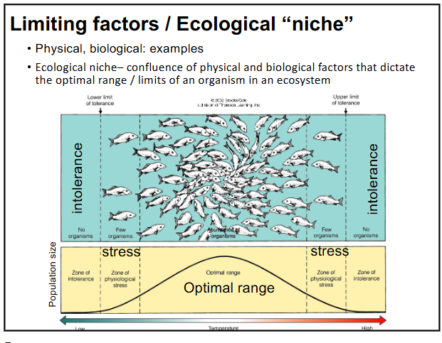 <p>-confluence of physical and biological factors that dictate the optimal range / limits of an organism in an ecosystem</p><p>-most organisms are found in their “optimal range”, as you increase stress factors there are less organisms found in “zone of physiological stress” until there are none found in the “zone of intolerance”</p>