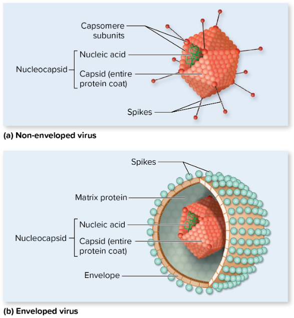 <p>Viral structure.<mark data-color="yellow" style="background-color: yellow; color: inherit;"> Refers to the structures on the surface of a virus that help bind (adhere) to host cell receptors.</mark> It’s these structures that cause an immunological response by the host.</p>