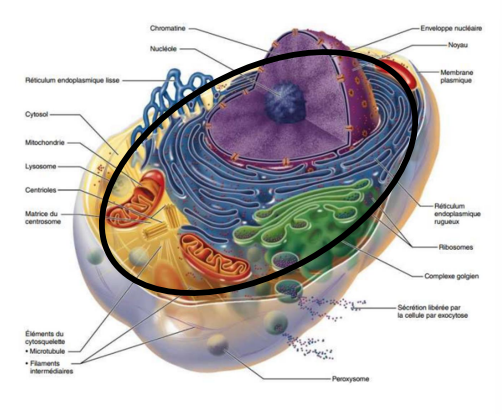 <p>Substance gélatineuse dans laquelle baignent les organites cellulaires.</p><p>3 principaux éléments : </p><ul><li><p>Cytosol,</p></li><li><p>Inclusions et </p></li><li><p>Organites </p></li></ul><p></p>
