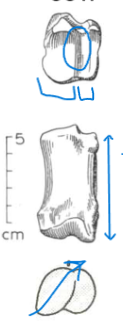 <ul><li><p>asymmetrical, leans to one side </p></li><li><p>narrow, deeper</p></li><li><p>long-ish and relatively cylindrical </p></li><li><p>articulation is a groove </p></li></ul><p></p><p>cow proximal phalanx </p><p></p>